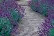 Fragrant English Lavender Hidcote & Munstead - Buy 24, 48, 72, 144, or 288 Plants - Second Medium
