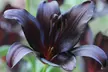 5 or 10 Black Jewel Lily Bulbs - Image 2