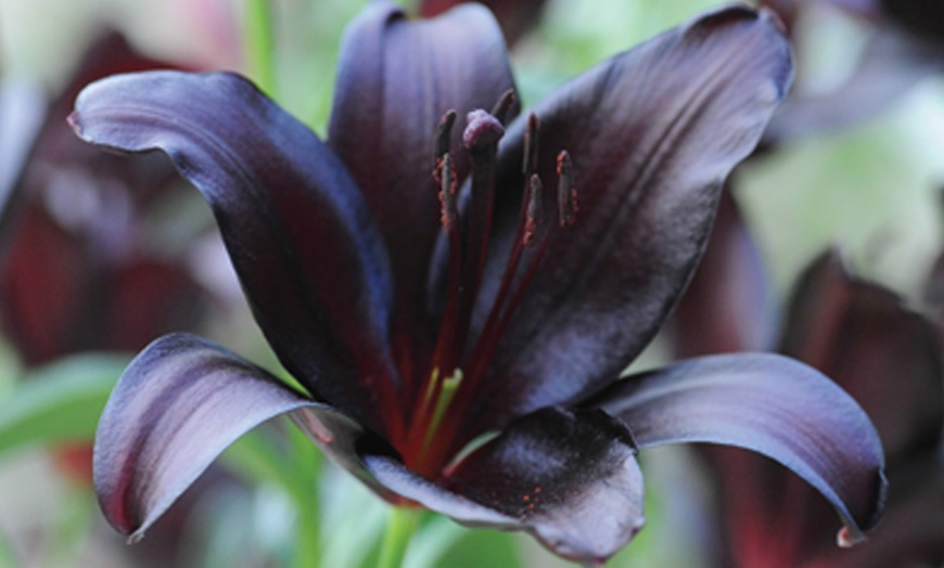 Image 2: 5 or 10 Black Jewel Lily Bulbs