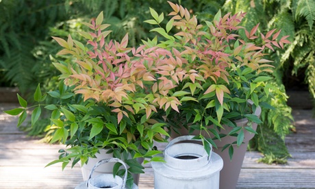 1 o 2 piante di Heavenly Bamboo