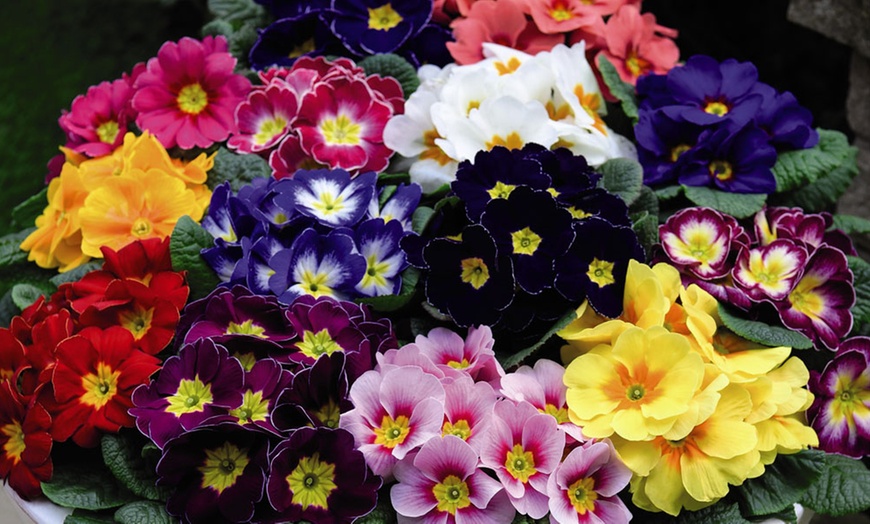 Image 10: Winter Bedding Mix Garden Ready Plants or Plug Plants