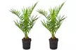 1x oder 2x Kanarische Dattelpalme (Phoenix Canariensis) - Second Medium
