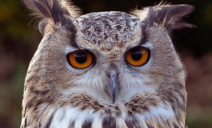 Image 7: Up to 41% Off on Falconry - Recreational at The North Somerset Bird Of Prey Centre