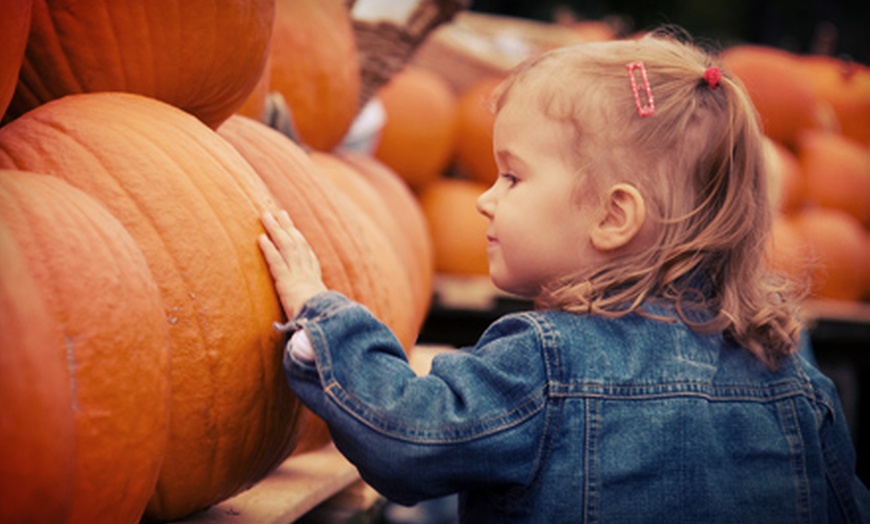 Image 8: Farmtastic Day to Pick Your Own Pumpkins, Solo or Family of 1-4 People