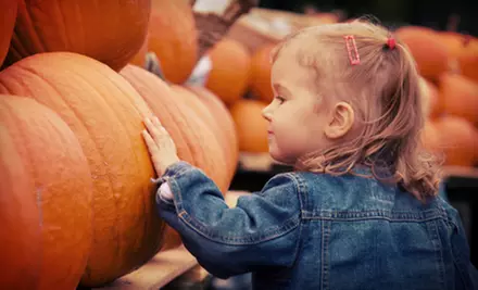 Farmtastic Day to Pick Your Own Pumpkins, Solo or Family of 1-4 People
