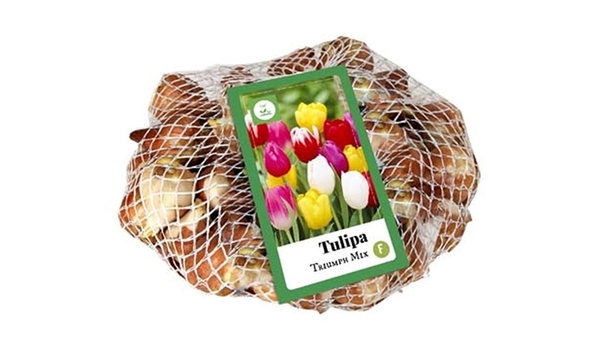 Image 5: Tulpen bollen 'Triumph'-mix