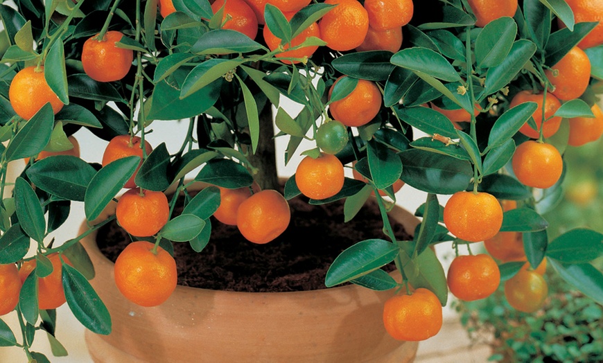 Image 11: Potted Citrus Fruit Plant