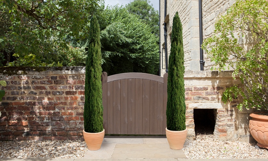 Image 2: Two Large Italian Cypress Trees, 120-140cm