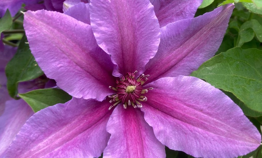 Image 4: Clematis ‘Tumaini’ - Buy 1 or 2 Potted Plants