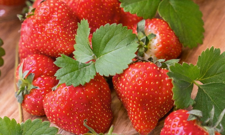 Image 1: 6 or 12 Strawberry Plants