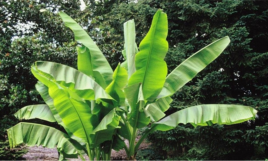 Image 3: Japanese Banana Plants