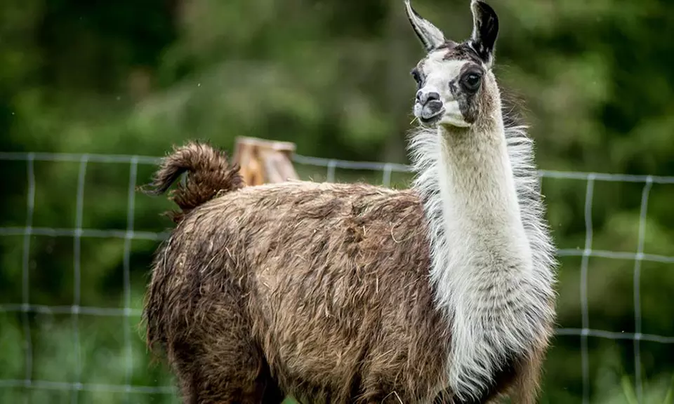 Bilety wstępu do Rodzinnego Parku Rozrywki Nowa Holandia
