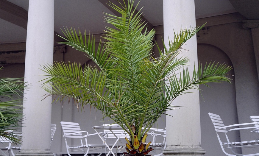 Image 3: Set of Outdoor Palm Trees