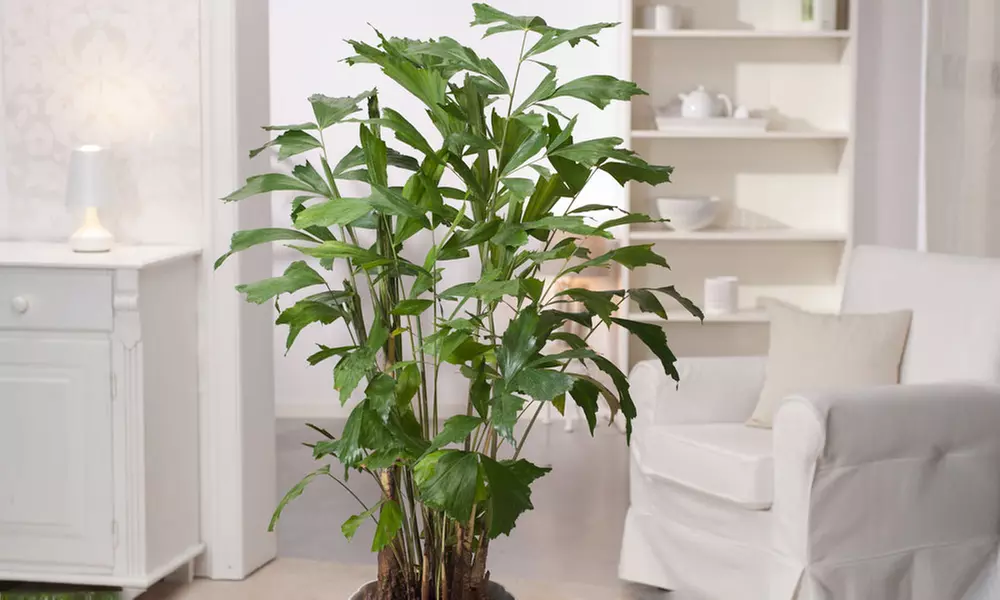 Caryota Mitis vissenstaartpalm - Primary Image