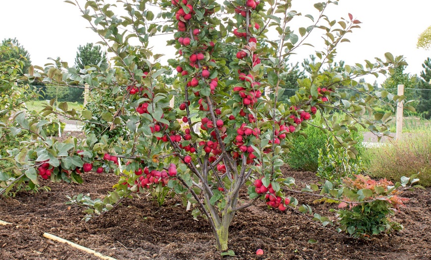 Image 3: Malus "Appletini" Plants