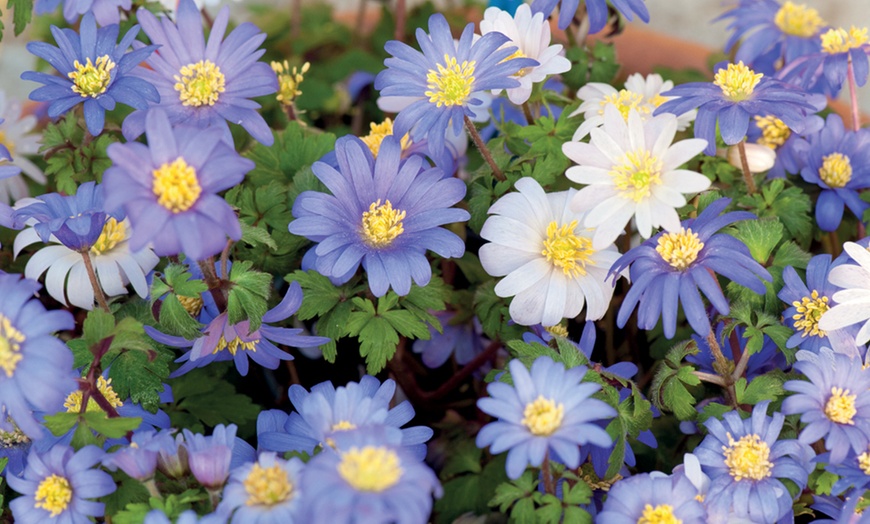 Image 4: 50, 100 or 200 Anemone Blanda Mixed Bulbs