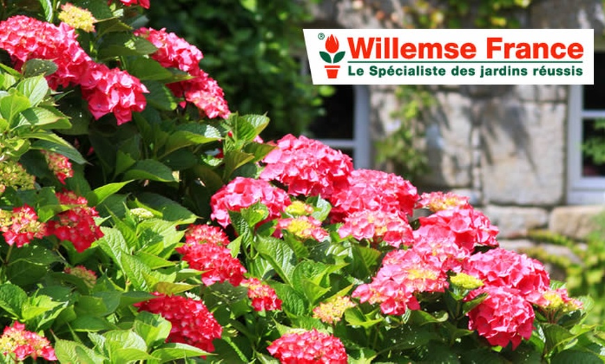 Image 8: Willemse : balcons et jardins fleuris