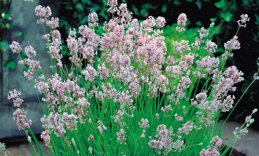 Image 2: Fragrant Pink Lavender 'Rosea' – up to 5 potted plants