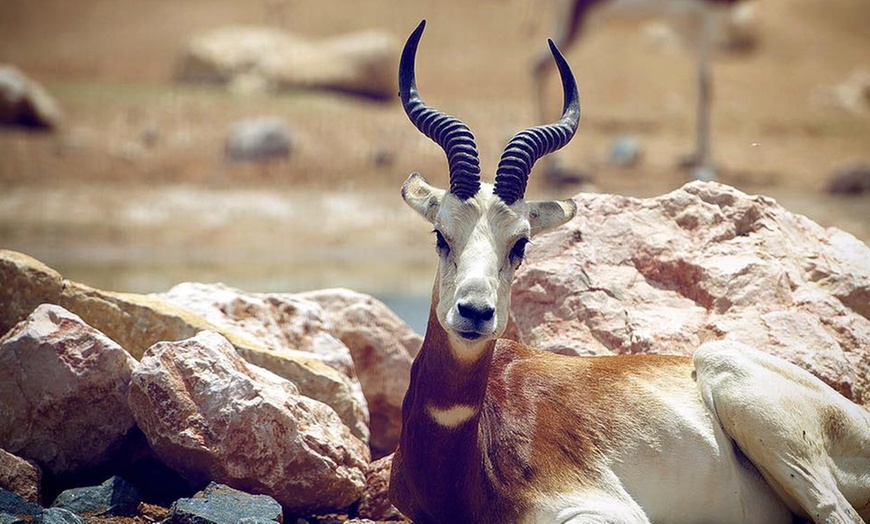 Image 9: Zoo and Learning Centre Entry: Child (AED 8), Adult (AED 25)