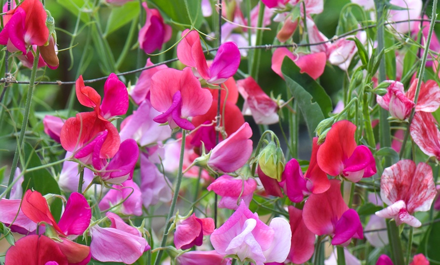 Up To 41% Off Sweet Pea Plugs | Groupon