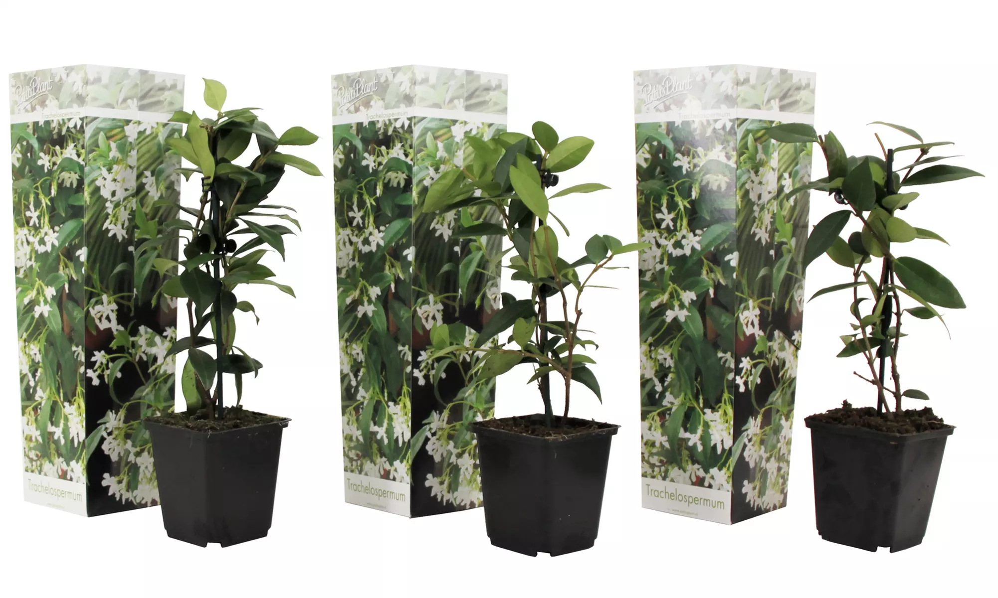3 ou 6 plants de jasmin toscan blanc 25-40 cm