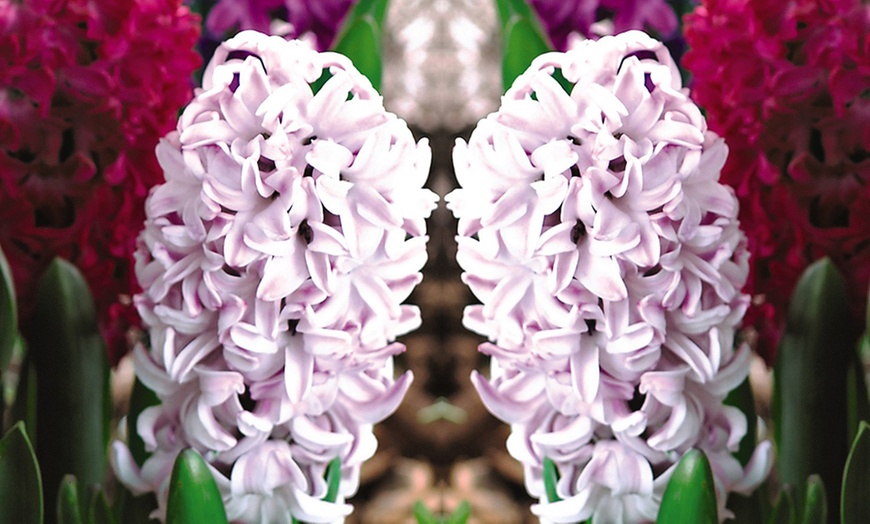 Image 2: 8, 16 or 32 Scented Hyacinth 'Berries and Cream' Mixture Bulbs