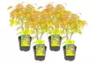4er-Set Japanische Ahorne „Orange Dream“, „Atropurpureum“, „Butterfly“ oder „Going Green“ - Second Medium