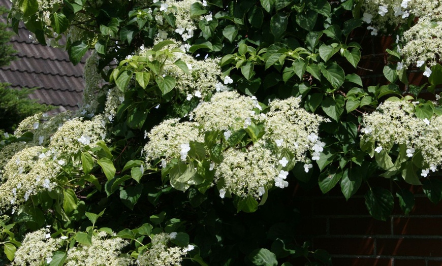 Image 4: 3er- oder 6er-Set Kletterhortensien mit Blüten in Weiß