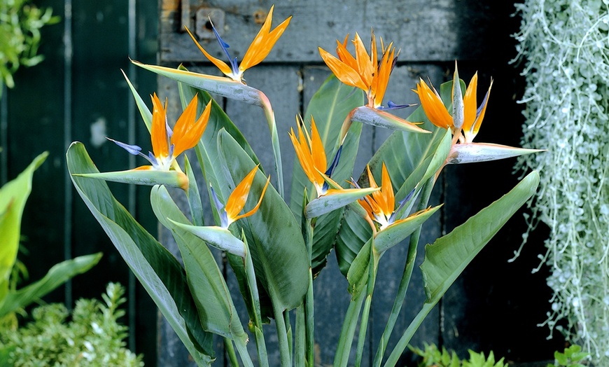 Image 4: Plants d'oiseaux de paradis Strelitzia Reginae 25-38 cm