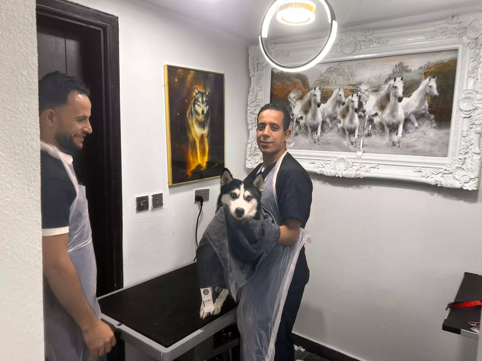Dog/Cat Medical Check Up at Al Raha Veterinary Clinic