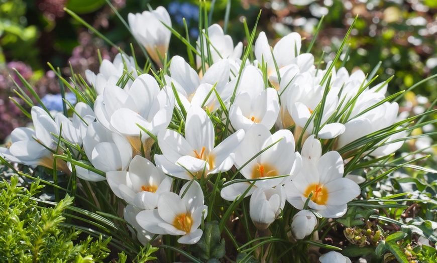 Image 2: Set di 125 o 250 bulbi di fiori da giardino assortiti