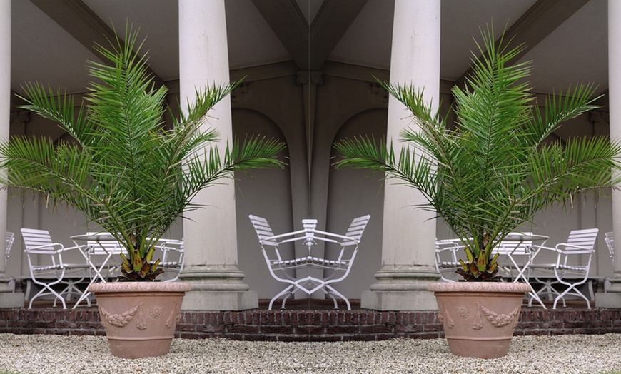 Image 4: One or Two Canary Island Phoenix Palm Trees