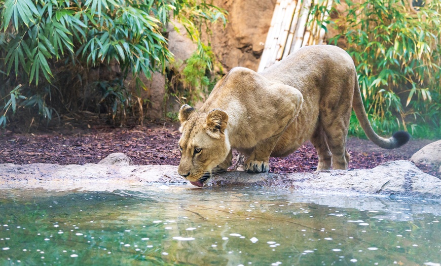 Image 18: ¡Descubre la aventura salvaje en Loro Parque!