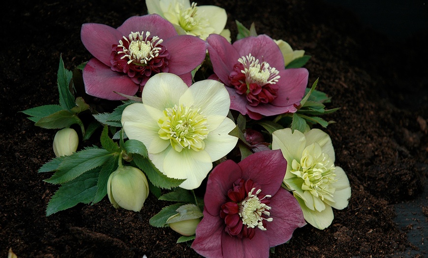 Image 5: 10 Hellebore Hybrid Plants
