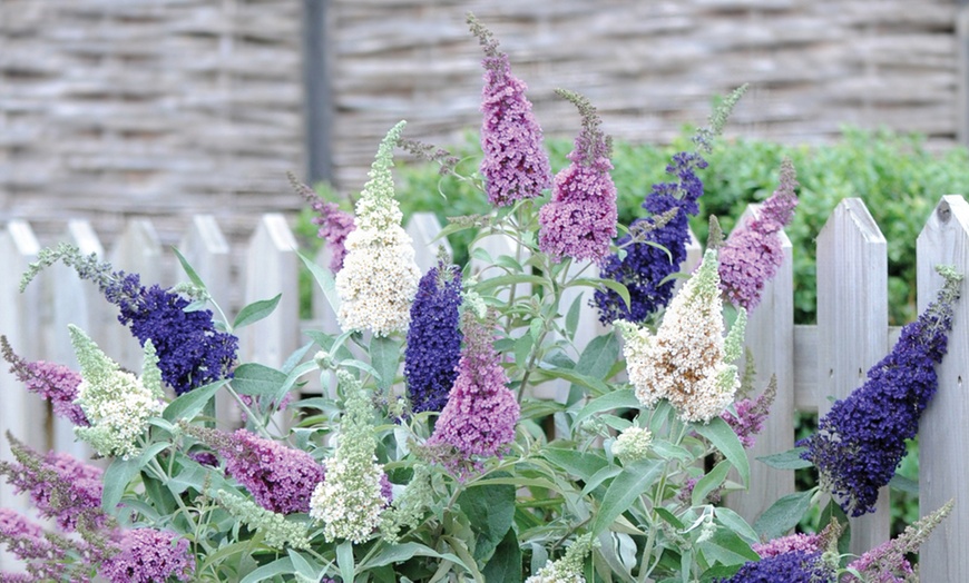 Image 1: Buddleja Buzz Plant