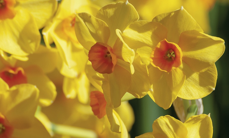 Image 6: 60 or 120 Narcissus Daffodil Dwarf Collection Bulbs