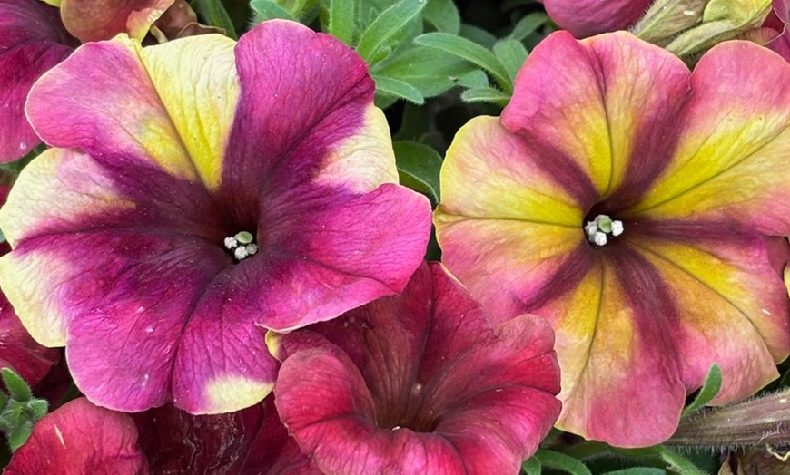 Image 10: Petunia 'Raspberry Shake' / 'Navy Velour' or Pink Pastel 