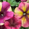 Image 10: Petunia 'Raspberry Shake' / 'Navy Velour' or Pink Pastel 