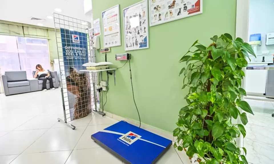 Veterinary Examination at Pet Connection Veterinary Clinic