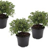 Image 6: 2 o 4 piante di azalea giapponese Anouk