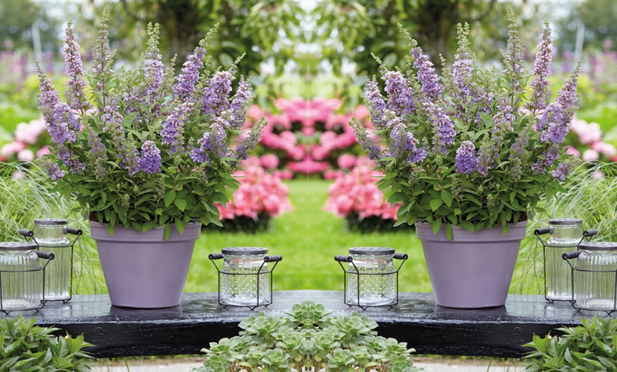 Image 1: Dwarf Buddleja High Five Purple - 1, 3 or 5 Potted Plants
