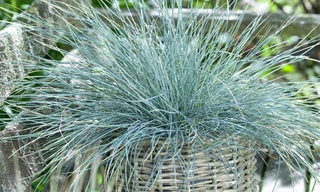 3 o 6 piante di Festuca Glauca