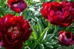 Mixed Fragrant Garden Peony Plants - Second Medium