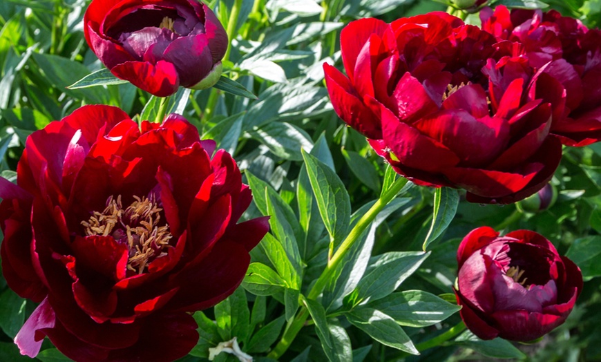 Image 3: Mixed Fragrant Garden Peony Plants