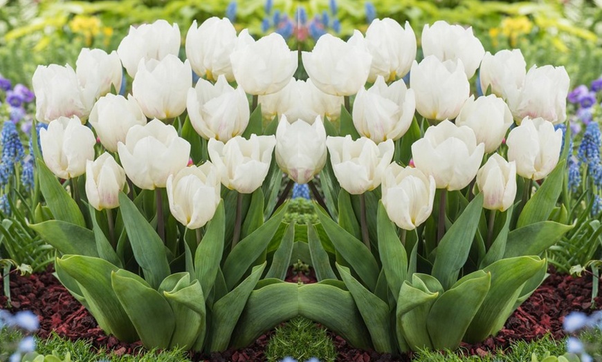 Image 6: 125 ou 250 bulbes de diverses fleurs de printemps colorées