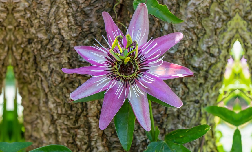 Image 6: Passion Flower Collection 3 Varieties - 1 or 3 Potted Plants
