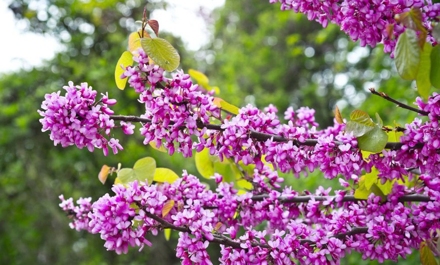 Image 5: Shrub Cercis Eternal Flame Tree Potted Plant