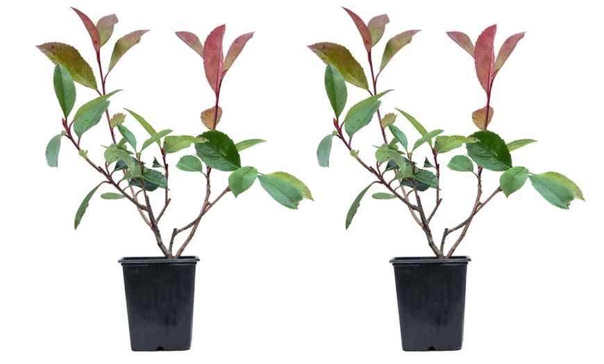 Image 7: One, Two or Three Photinia Fraseri 'Red Robin' Plants