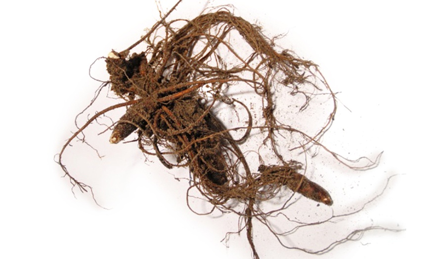 Image 8: One or Three Bare roots Geranium Double Plenum Caeruleum Plant