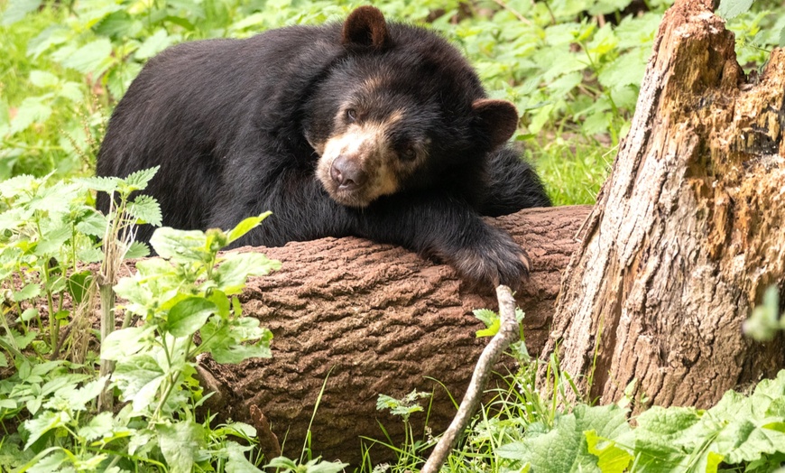 Image 7: Unlock Wildlife Wonders: Safari Zoo Cumbria Pass
